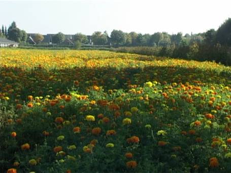 Xanten : An der B 57, Studentenblumen